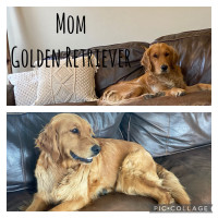 Golden Retriver Pups