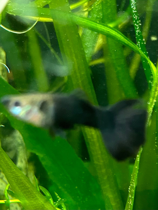 BEAUTIFUL MIDNIGHT BLACK GUPPIES in Fish for Rehoming in North Bay - Image 2