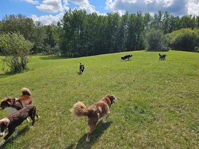 Tired of negative interactions at public off leash parks? Tired of run-ins with poorly behaved dogs...