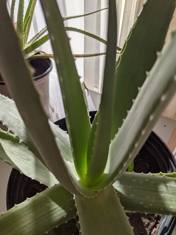 Brand New Large Aloe Vera Plant. Measurements see pictures in Other in Edmonton - Image 3