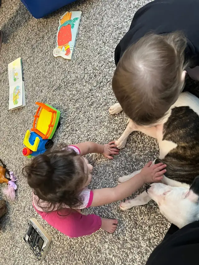 Dogo/ bully female in Dogs & Puppies for Rehoming in Brantford - Image 6