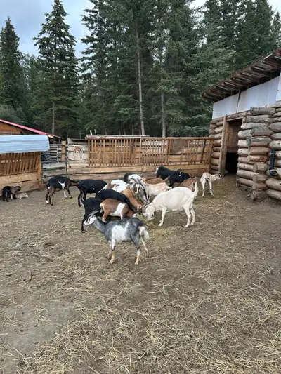 kiko cross doe herd, View more
