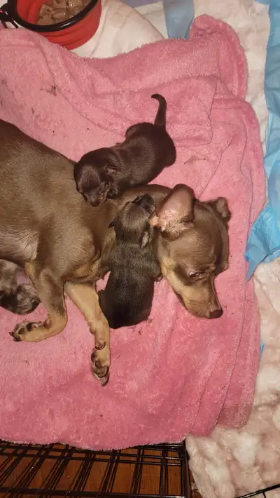 Deer head chihuahua puppies, View more