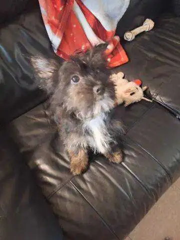 Morkie (Yorkie Mix), View more