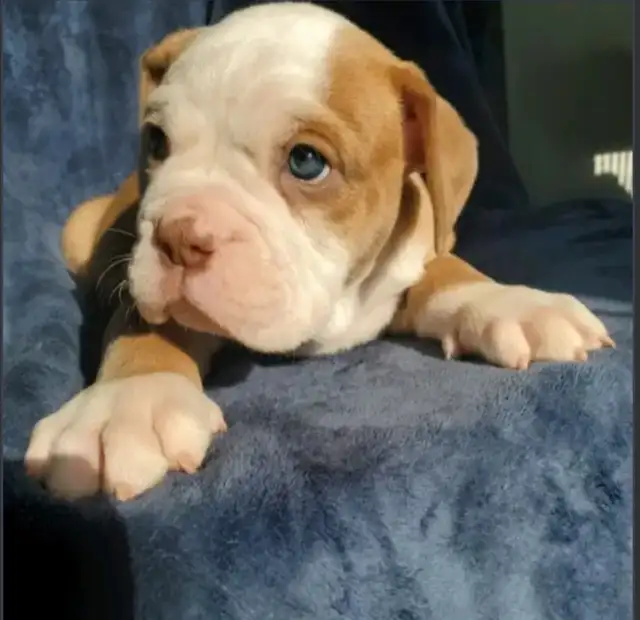 Olde English Bulldog Puppies in Dogs & Puppies for Rehoming in City of Toronto - Image 15