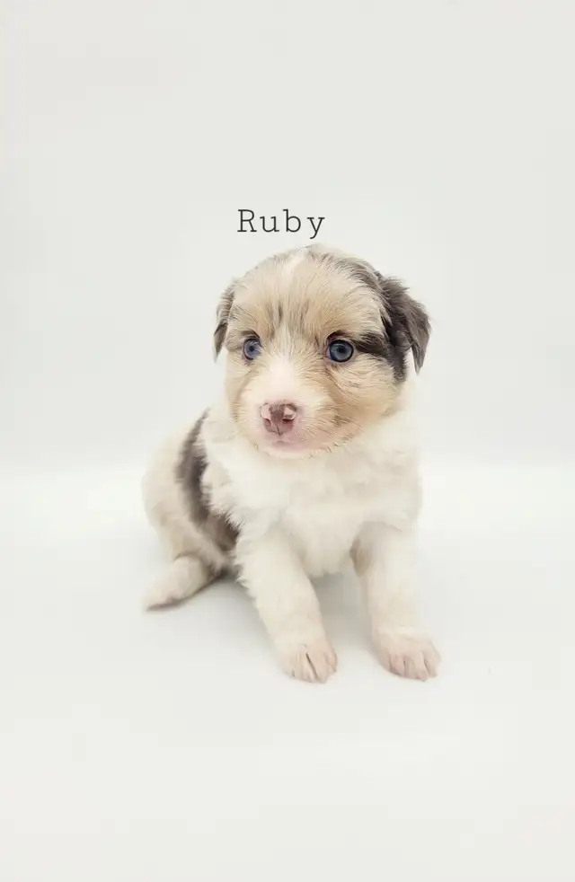 Toy/Mini Australian Shepard puppies in Dogs & Puppies for Rehoming in Edmonton - Image 3