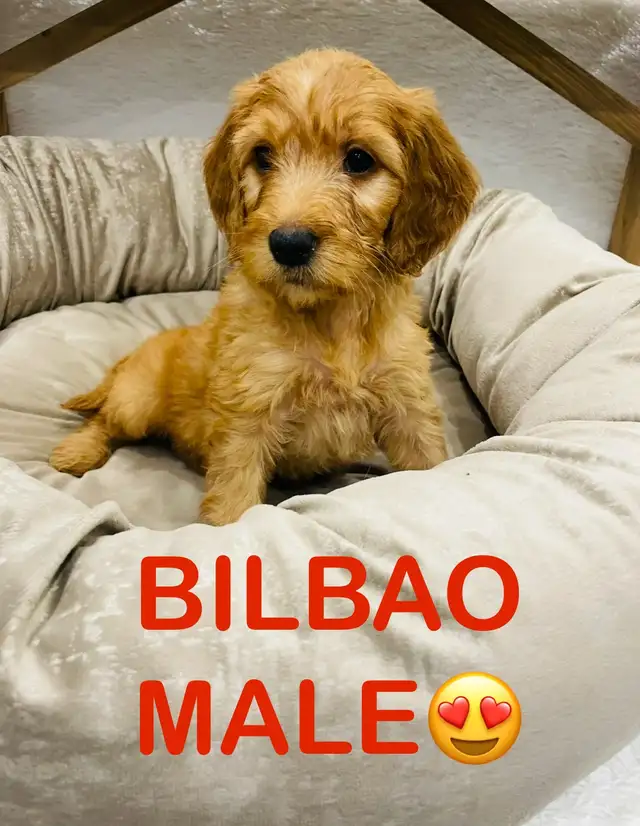 ❤️❤️Stunning Mini Goldendoodle pups❤️❤️ in Dogs & Puppies for Rehoming in City of Toronto - Image 5