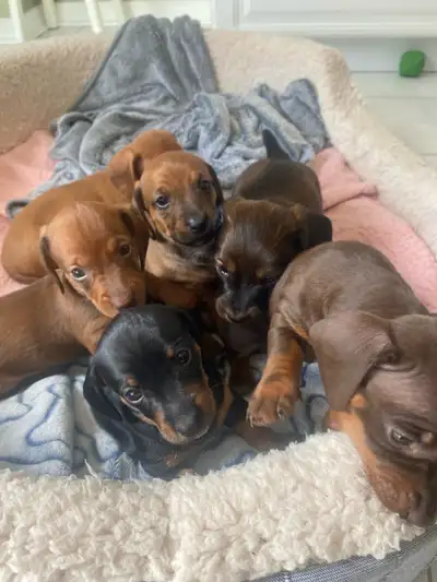 Hello everyone once again we're back and happy to announce the newest litter from TheDachshund.6 We...