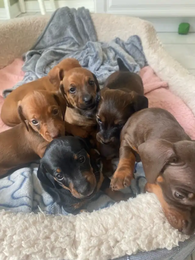 MINI DACHSHUND PUPPIES 8 W.O. ONLY 3 LEFT READY FOR NEW FAMILIES in Dogs & Puppies for Rehoming in Mississauga / Peel Region - Image 6