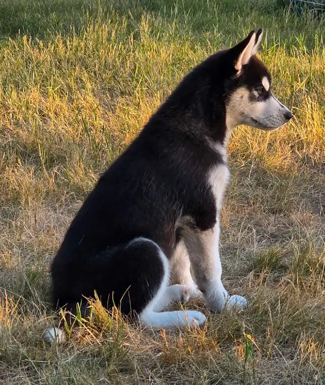 Siberian Husky Pups in Dogs & Puppies for Rehoming in Winnipeg - Image 9