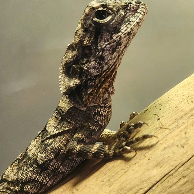 Baby Frilled Dragons in Reptiles & Amphibians for Rehoming in Parksville / Qualicum Beach