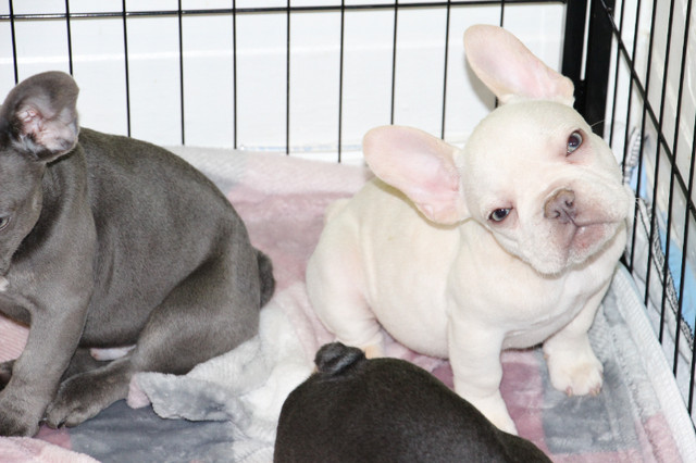 Bulldog Français, Frenchie's adorables et en très bonne santé dans Chiens et chiots à adopter  à Ville de Montréal - Image 4