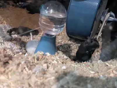 Rehoming girble male 100$ + comes with cage and food/bedding, View more