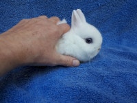 EXTRAORDINARY BABY BLUE-EYED WHITE NETHERLAND DWARF BUNNY RABBIT City of Toronto Toronto (GTA) Preview
