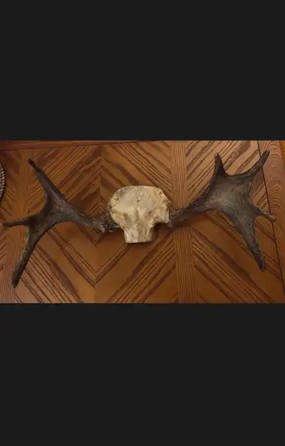 Deer Antlers, View more