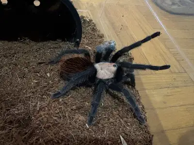 Brachypelma albiceps Tarantula, View more