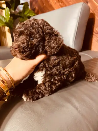 Pure breed  toy poodle hypoallergenic and non shedding ready, View more
