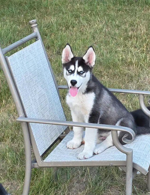 Siberian Husky Pups in Dogs & Puppies for Rehoming in Winnipeg - Image 2