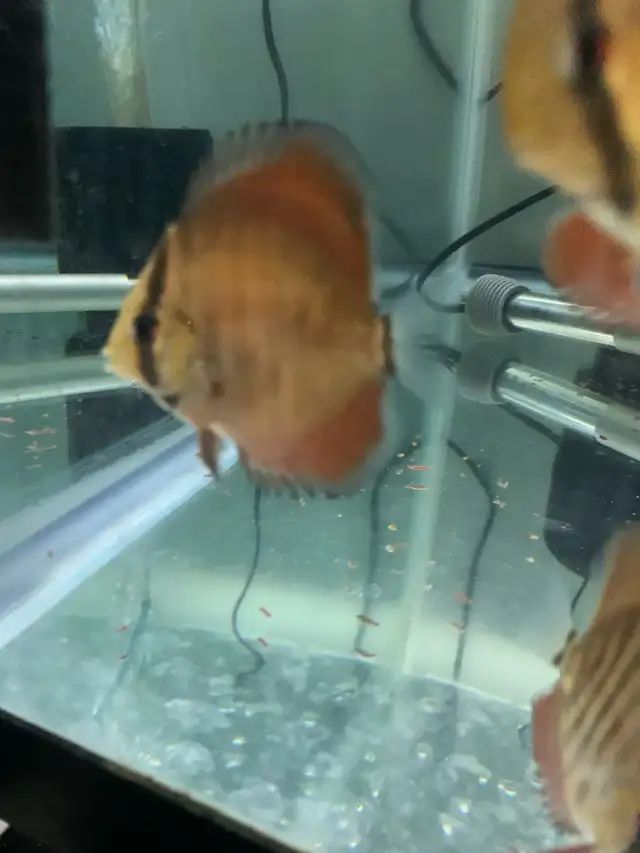 Update: Tons of baby Discus fish for sale now all 10$ in Fish for Rehoming in Mississauga / Peel Region - Image 5