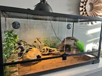 gecko set up