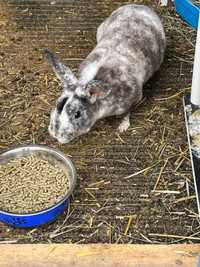 1 yr old buck mini Rex MAGPIE litter trained