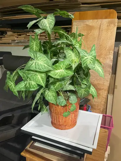 Fake plant, View more