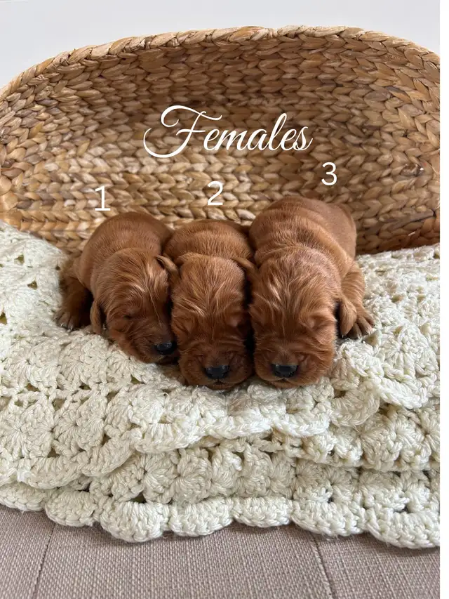 Golden Retriever Puppies *SOLD* in Dogs & Puppies for Rehoming in Winnipeg - Image 3