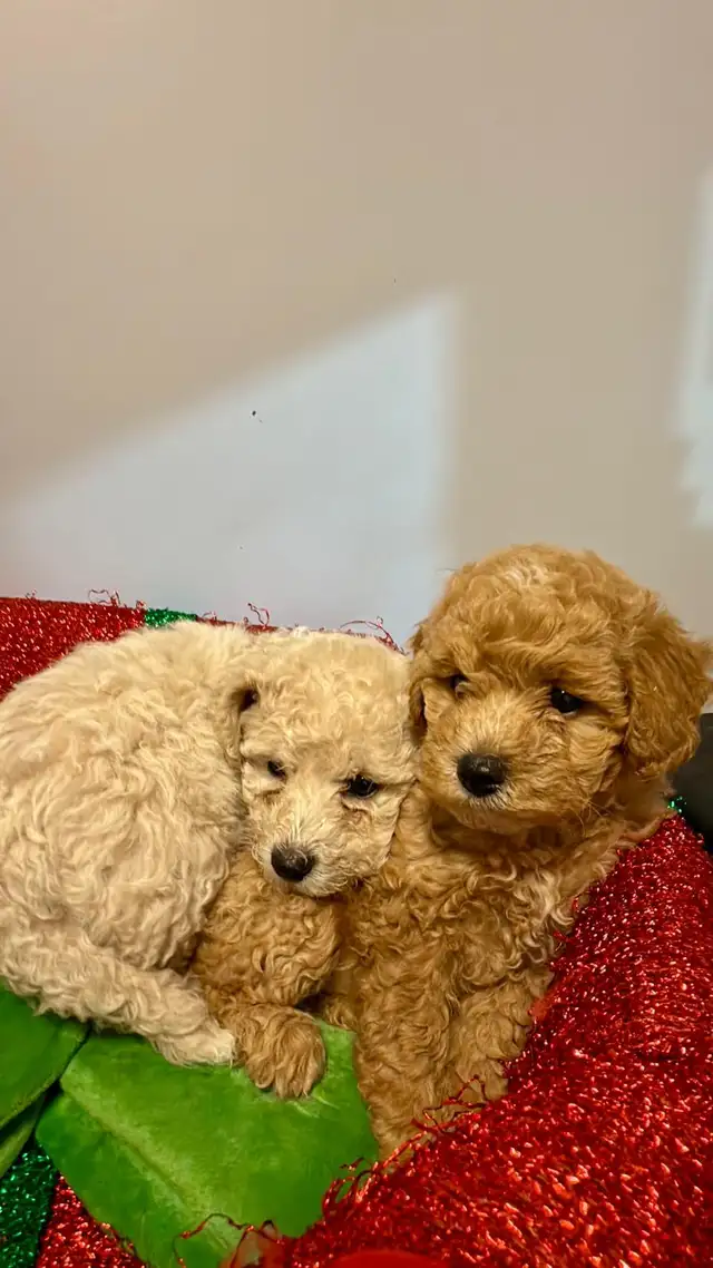 Havashan puppy in Dogs & Puppies for Rehoming in Abbotsford - Image 7