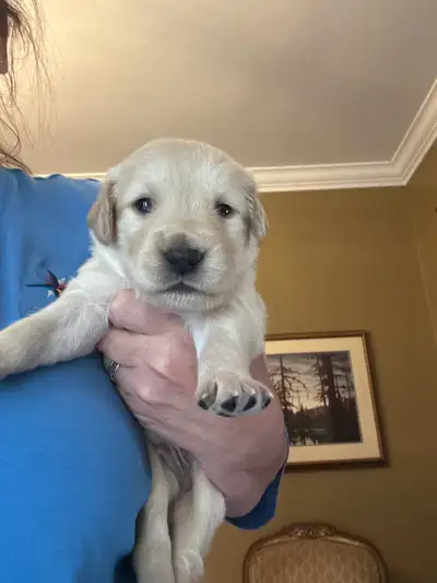 Golden Retriever Puppies, View more