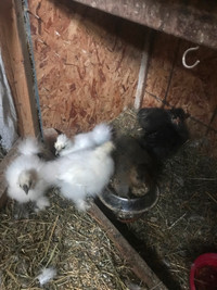 Silkies for sale