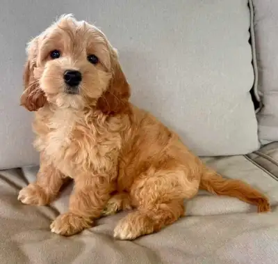 mini cockapoo puppies, View more