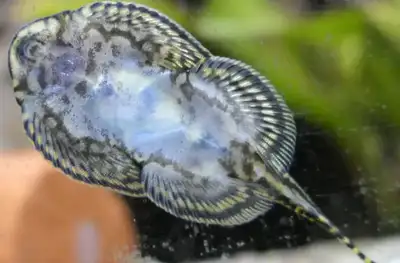 sewelliae linolate (butterfly pleco) for sale at T T Pets, View more