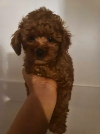 Purebred tiny toy poodle (Korea bloodline), View more
