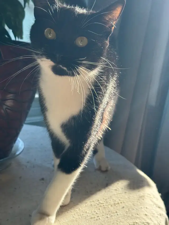 Female Kitten For Sale (9 Months Old) in Cats & Kittens for Rehoming in Richmond - Image 2