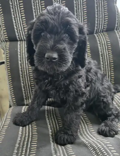 Golden Doodle Puppies! 7 Year Health Warranty, View more