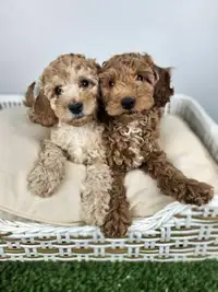 Cockapoo Puppies for Sale (last one)