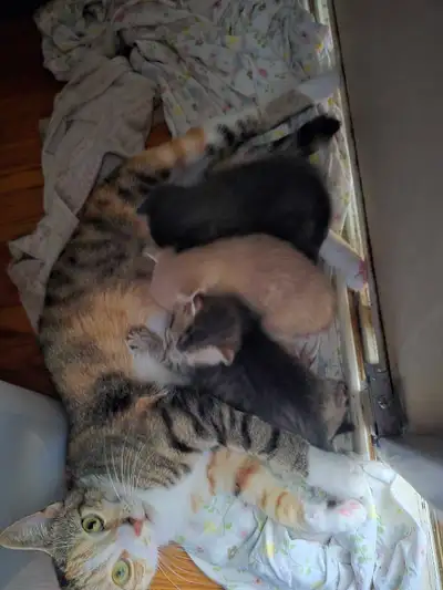 Adorable  kittens , View more