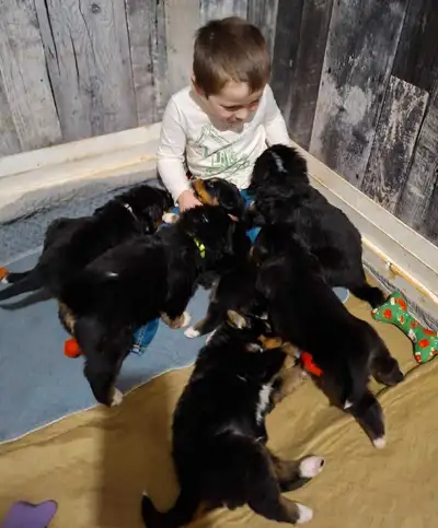 Bernese mountain dog puppies , View more