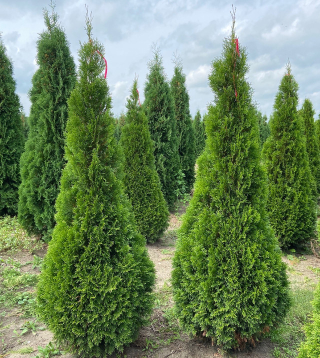 Ontario Grown Evergreens in Plants, Fertilizer & Soil in Grand Bend