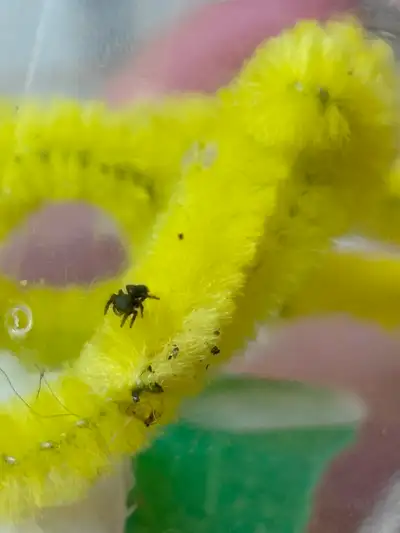 Jumping spider slings, View more