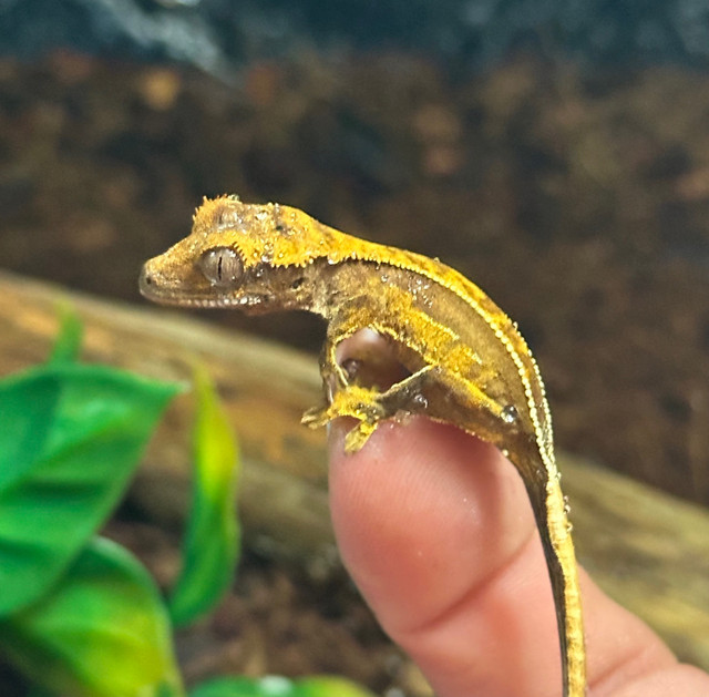 Juvenile Crested Geckos in Reptiles & Amphibians for Rehoming in Delta/Surrey/Langley - Image 2