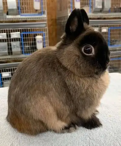 Looking for Netherland Dwarfs, View more