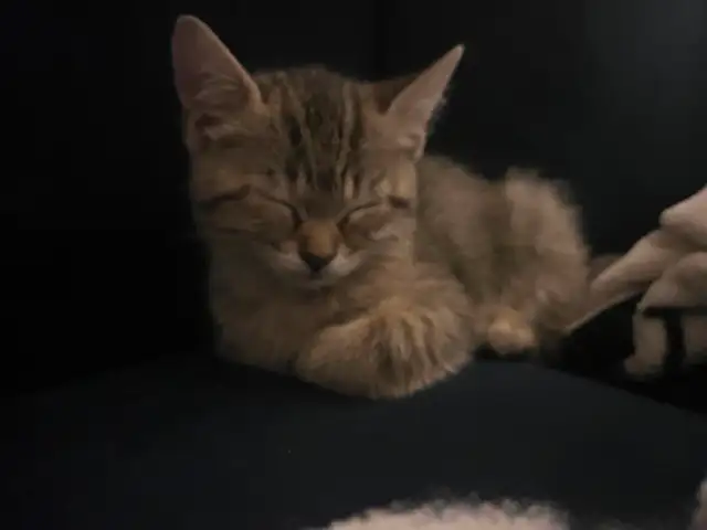 girl kitten in Cats & Kittens for Rehoming in St. Catharines - Image 2