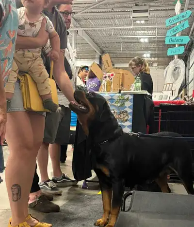 CKC Reg'd Rottweiler Puppies Expected, View more