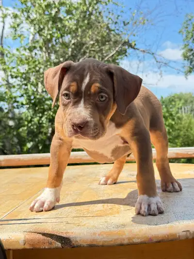 ABKC reg pups READ AD - am bully’s , View more
