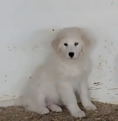 Beautiful Great Pyrenees/Maremma Puppies for sale!, View more