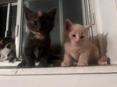 Male/female kitten, View more