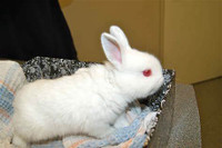 Rabbits & baby bunnies for sale