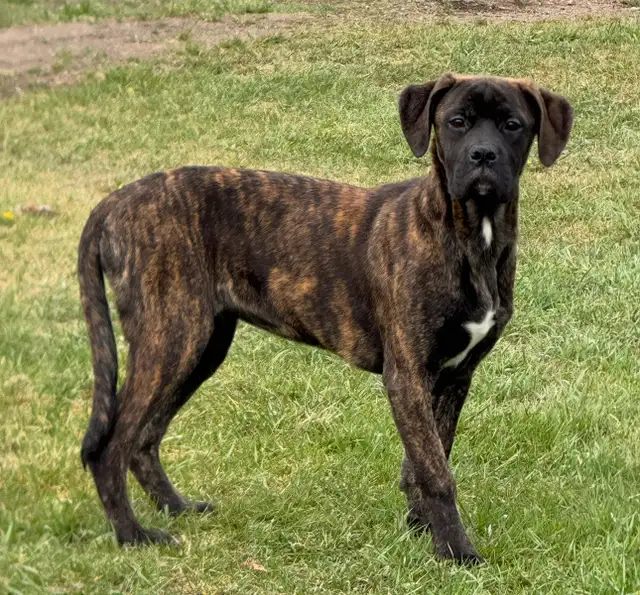 Boxer Cross Puppies **ONLY 1 LEFT** in Dogs & Puppies for Rehoming in Edmonton - Image 4