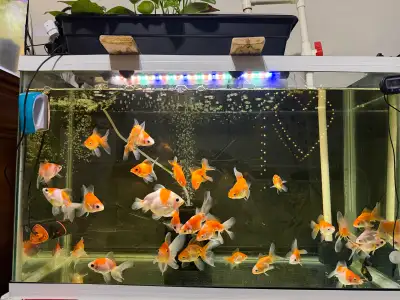 Goldfish for sale , View more